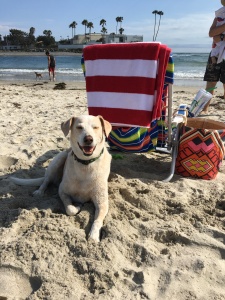 He's happiest at the beach.